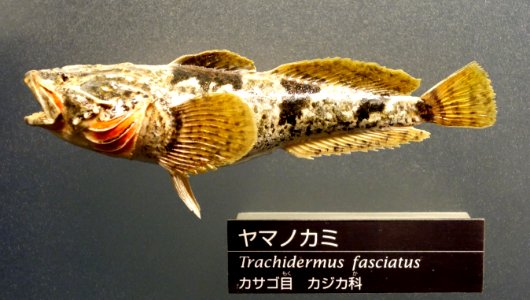 Trachidermus fasciatus - National Museum of Nature and Science, Tokyo - DSC06857