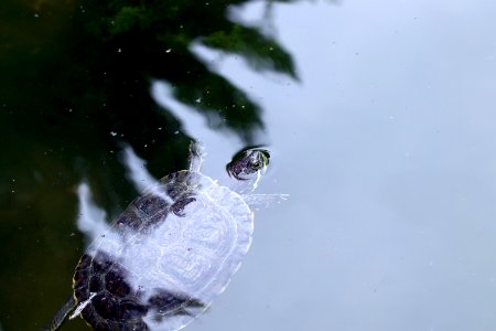 Trachemys scripta elegans IMG 7382-2