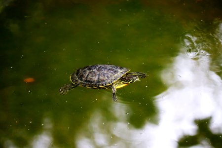 Trachemys scripta elegans IMG 7459-4