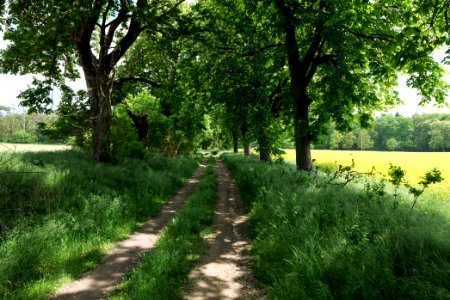 Track avenue in Boitzenburg 2021-05-29 11
