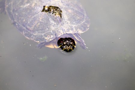 Trachemys scripta elegans IMG 7451-4