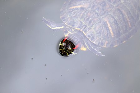 Trachemys scripta elegans IMG 7420-3
