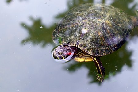Trachemys scripta elegans IMG 7439-2