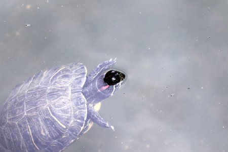 Trachemys scripta elegans IMG 7386-2