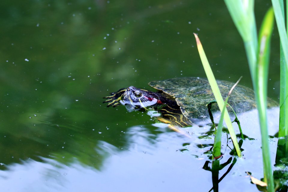 Trachemys scripta elegans IMG 7351-4