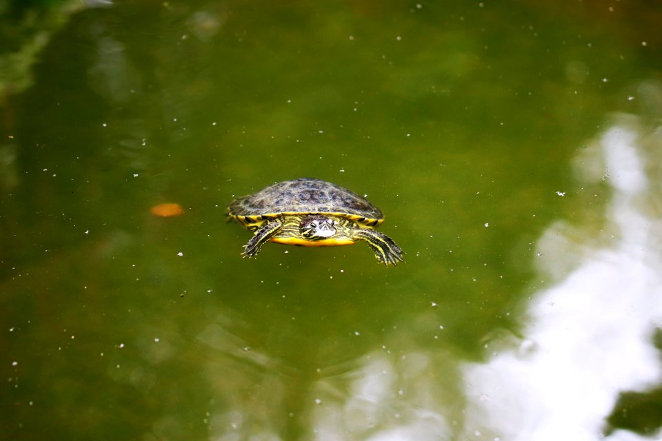 Trachemys scripta elegans IMG 7454-4