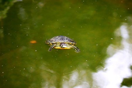 Trachemys scripta elegans IMG 7454-4