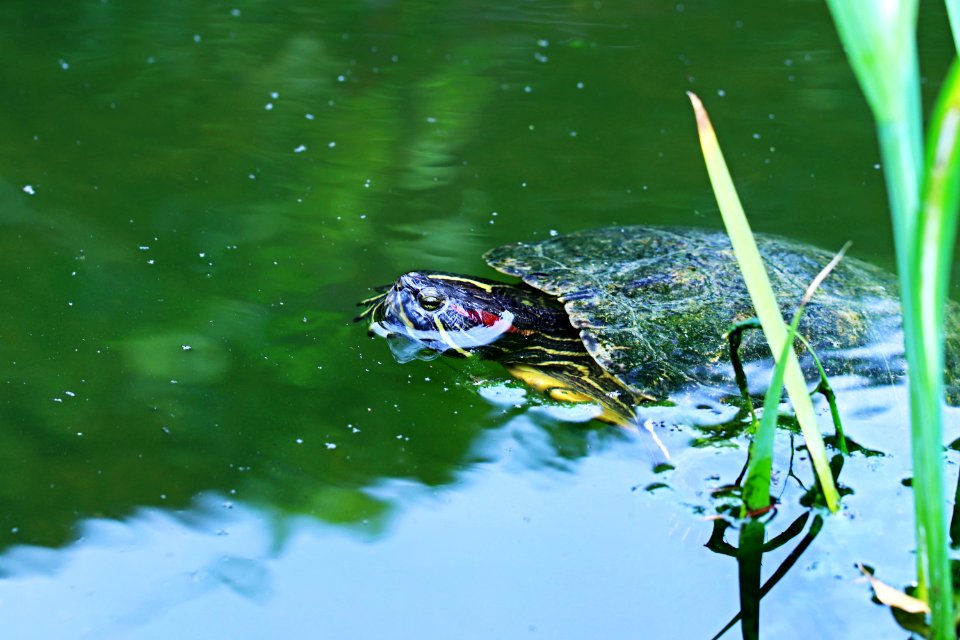 Trachemys scripta elegans IMG 7352-2