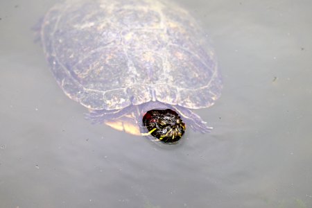 Trachemys scripta elegans IMG 7462-2