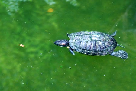 Trachemys scripta elegans IMG 7379-4