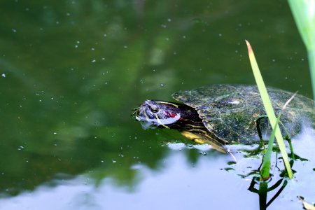 Trachemys scripta elegans IMG 7354-5