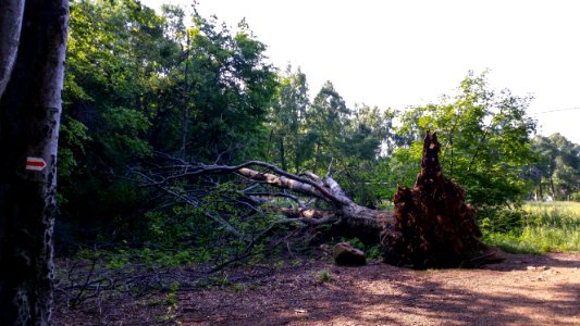 Traces of the ice damage from December 2014-2