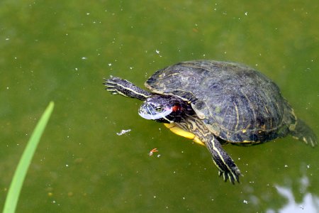 Trachemys scripta elegans IMG 7394-2