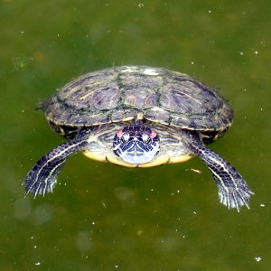 Trachemys scripta elegans IMG 7365-2