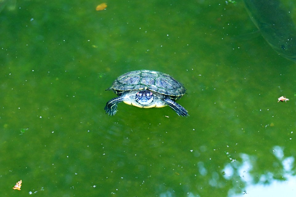 Trachemys scripta elegans IMG 7364-2