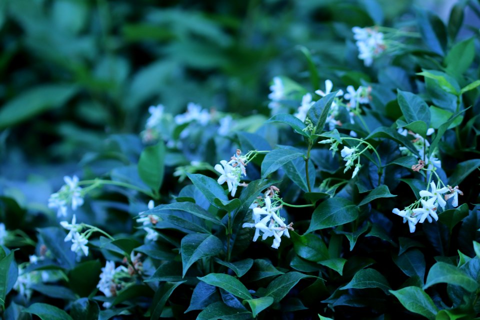 Trachelospermum jasminoides IMG 3167-star-jasmine