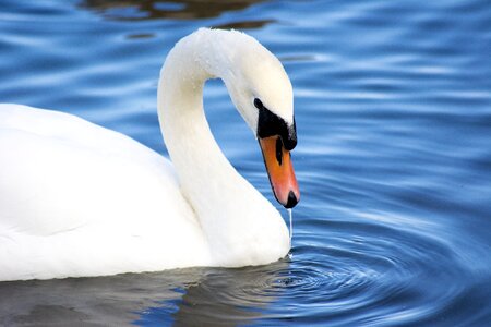 Water nature white