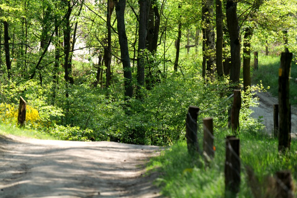 Track in Döberitzer Heide 2020-05-08 66