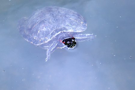 Trachemys scripta elegans IMG 7430-2