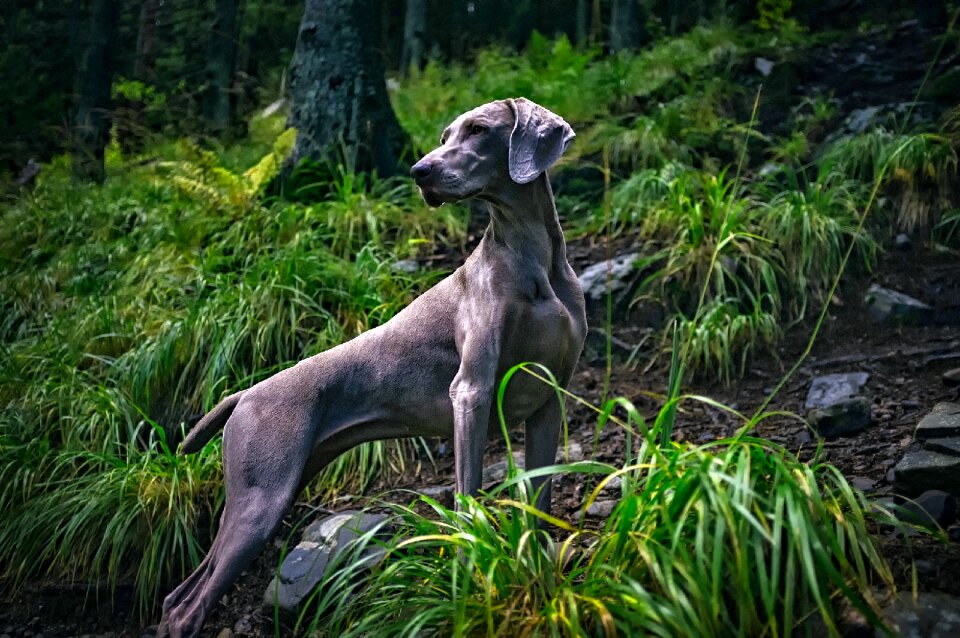 Majestic grey gray