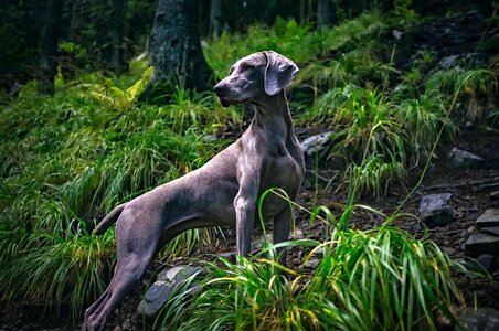 Majestic grey gray photo