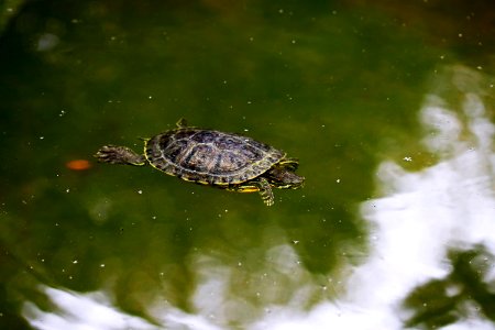 Trachemys scripta elegans IMG 7458-2