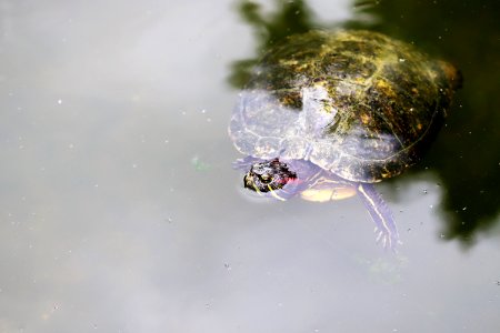 Trachemys scripta elegans IMG 7449-4