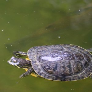 Trachemys scripta elegans IMG 7447-2