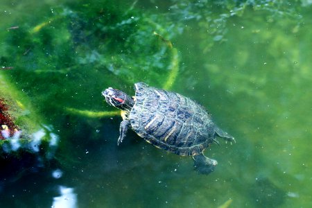 Trachemys scripta elegans IMG 7337-4