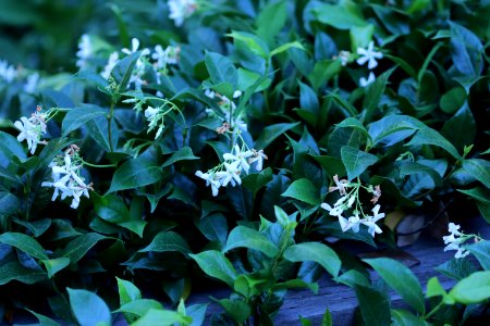 Trachelospermum jasminoides IMG 3168-star-jasmine