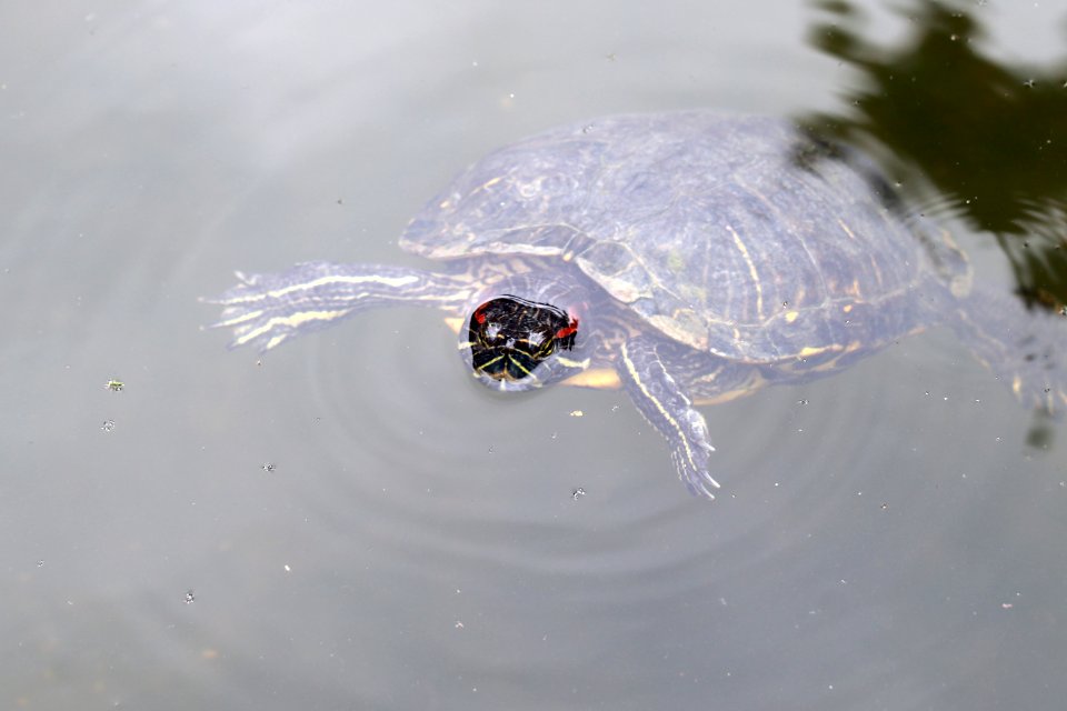 Trachemys scripta elegans IMG 7408-2