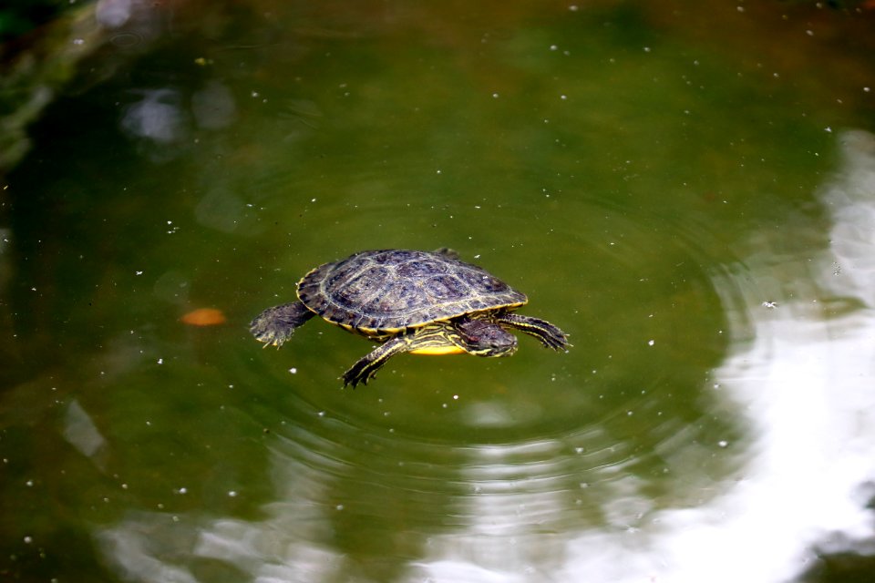 Trachemys scripta elegans IMG 7457-4