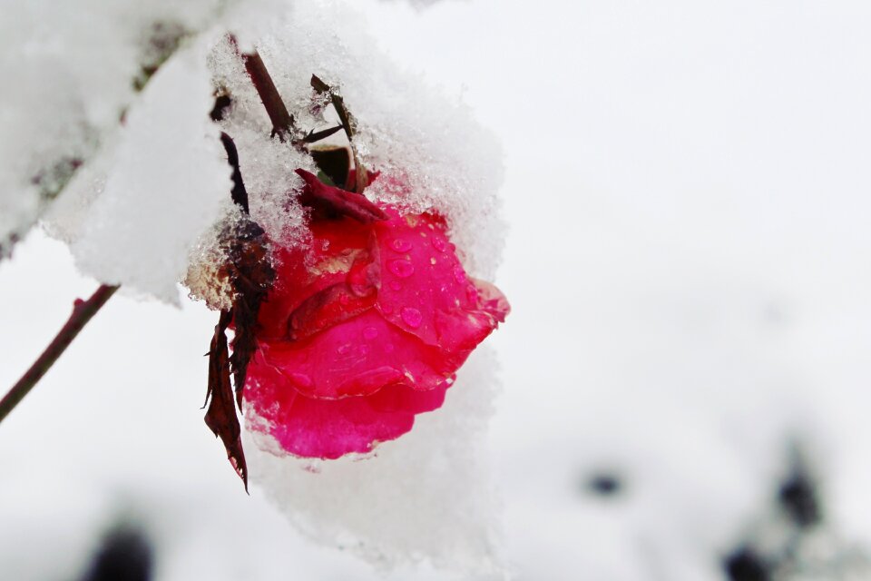 Nature red covered