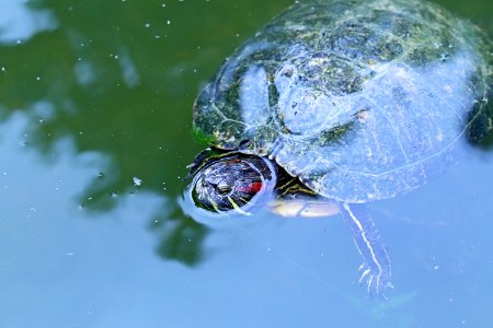 Trachemys scripta elegans IMG 7436-2