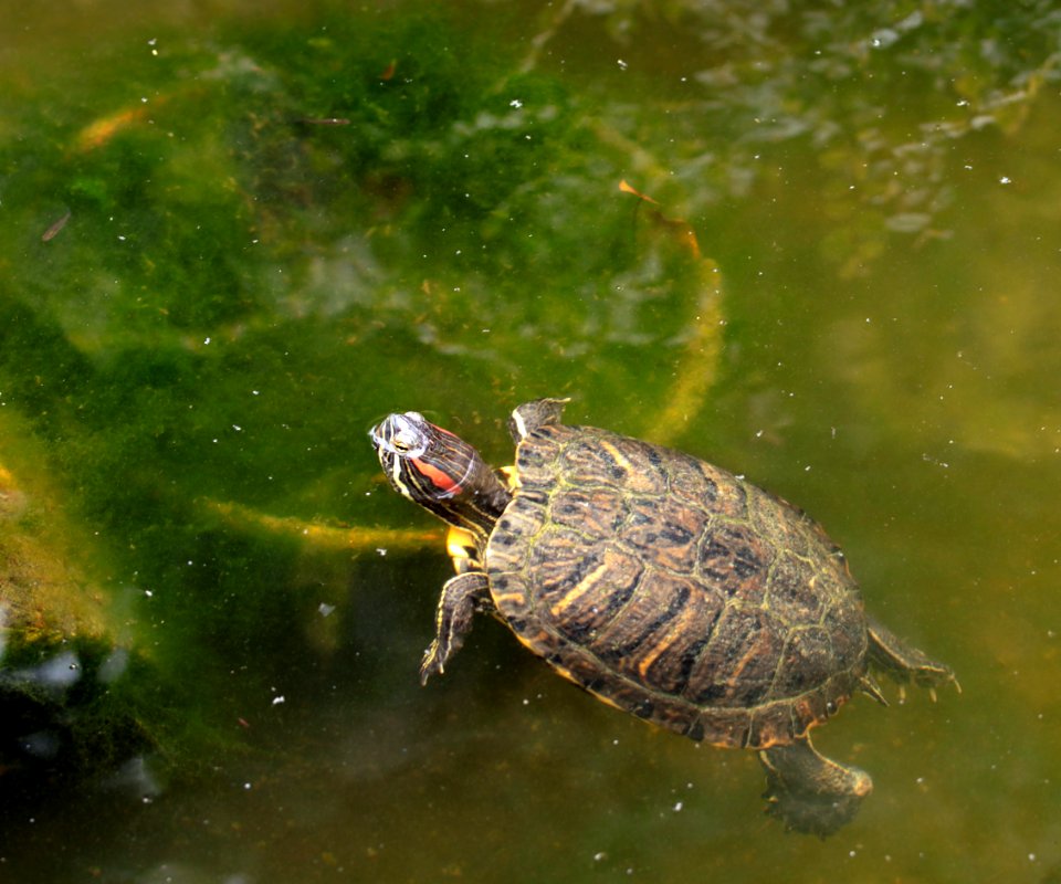 Trachemys scripta elegans IMG 7336-5