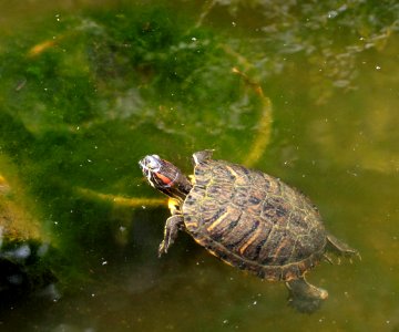 Trachemys scripta elegans IMG 7336-5