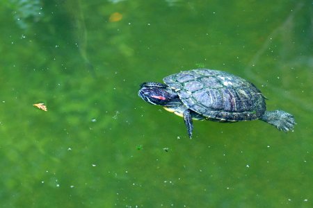 Trachemys scripta elegans IMG 7377-2