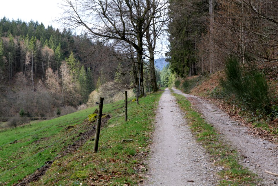 Track along Harzbach 2020-03-13 01
