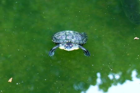 Trachemys scripta elegans IMG 7366-4