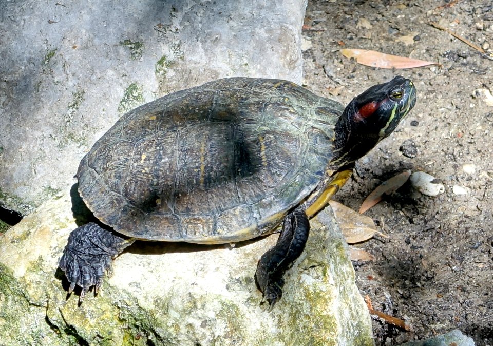Trachemys scripta elegans - Sarasota Jungle Gardens - Sarasota, Florida - DSC02028