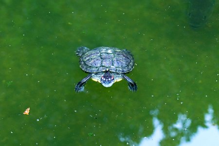 Trachemys scripta elegans IMG 7369-2