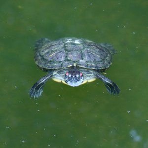 Trachemys scripta elegans IMG 7367-2