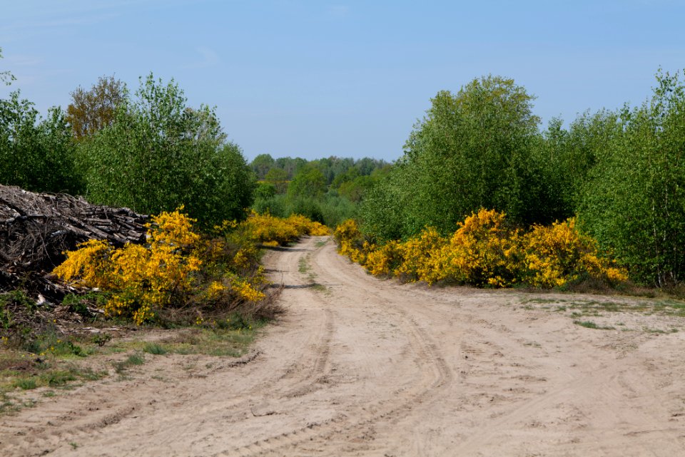 Track in Döberitzer Heide 2020-05-08 62