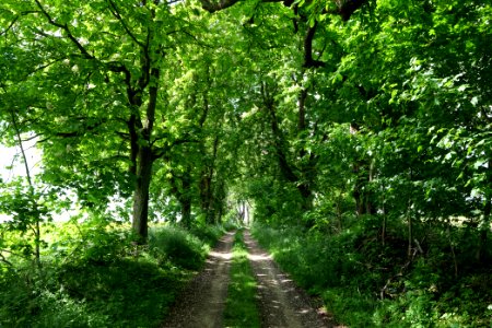 Track avenue in Boitzenburg 2021-05-29 01