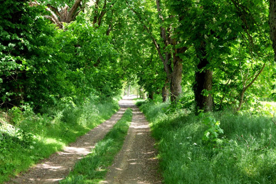 Track avenue in Boitzenburg 2021-05-29 21
