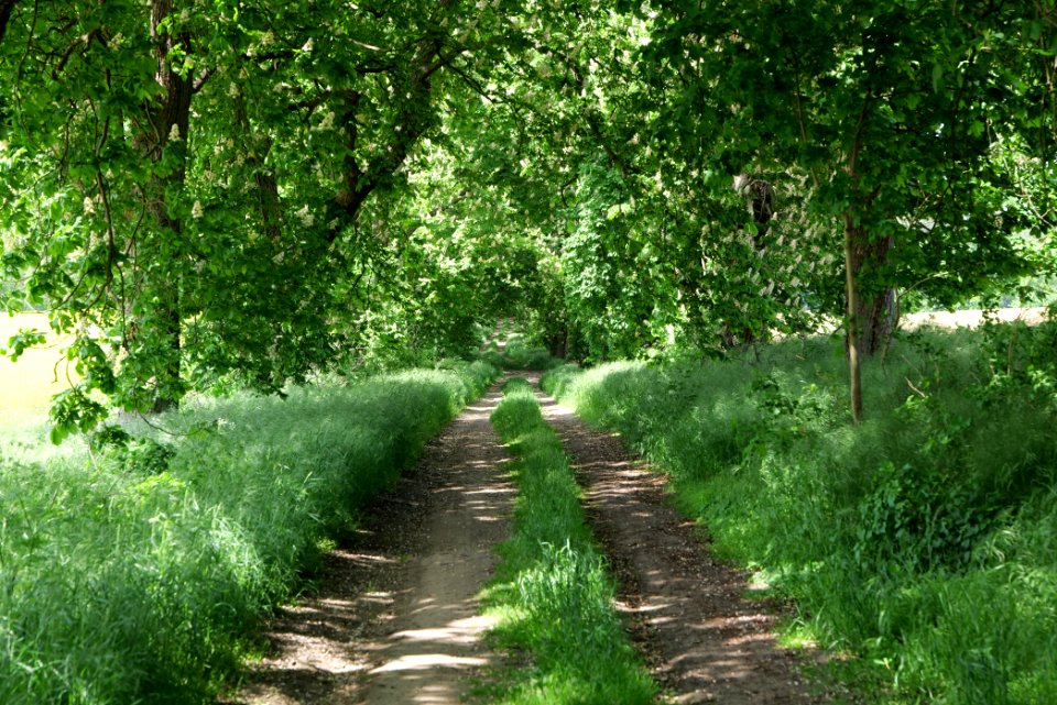 Track avenue in Boitzenburg 2021-05-29 07