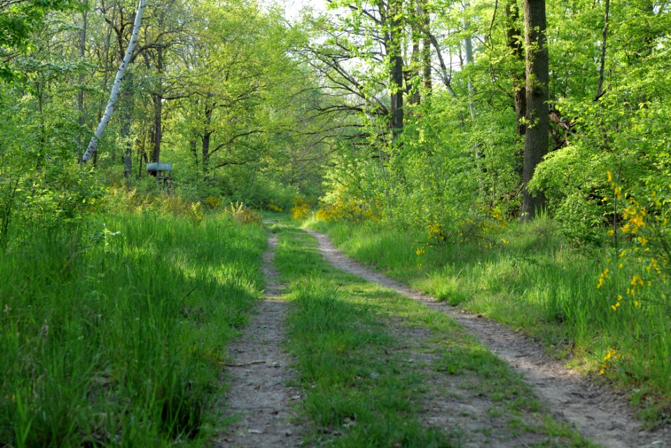 Track in Döberitzer Heide 2020-05-08 81