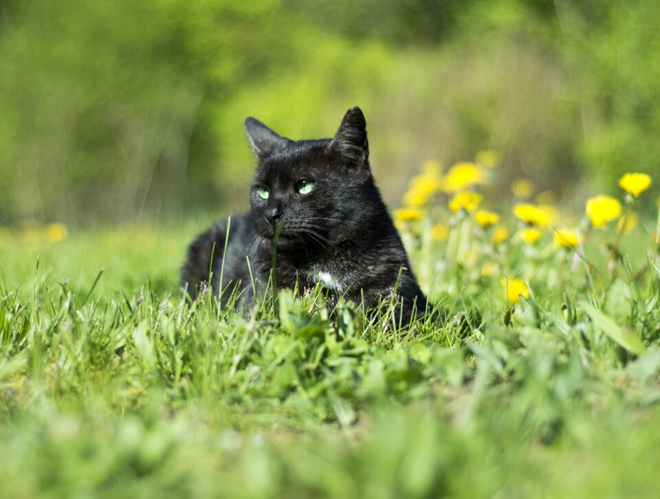 Dandelion black pets