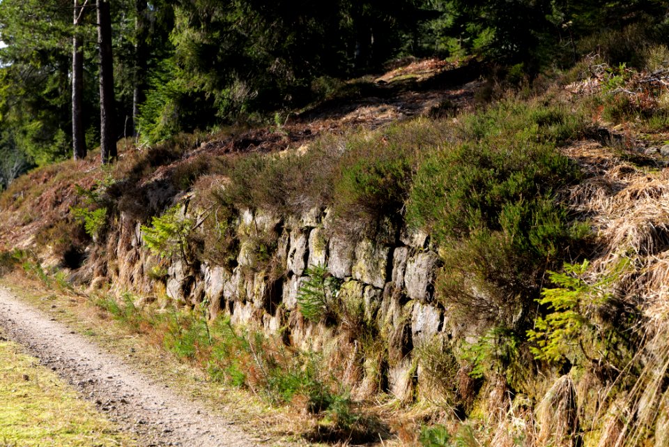 Track crossing Kirchweg Northern Black Forest 2020-03-15 01