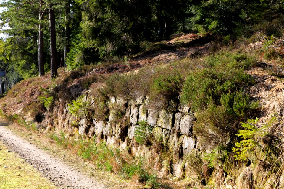 Track crossing Kirchweg Northern Black Forest 2020-03-15 02